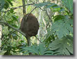 Termite-Mound