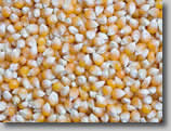 Maize